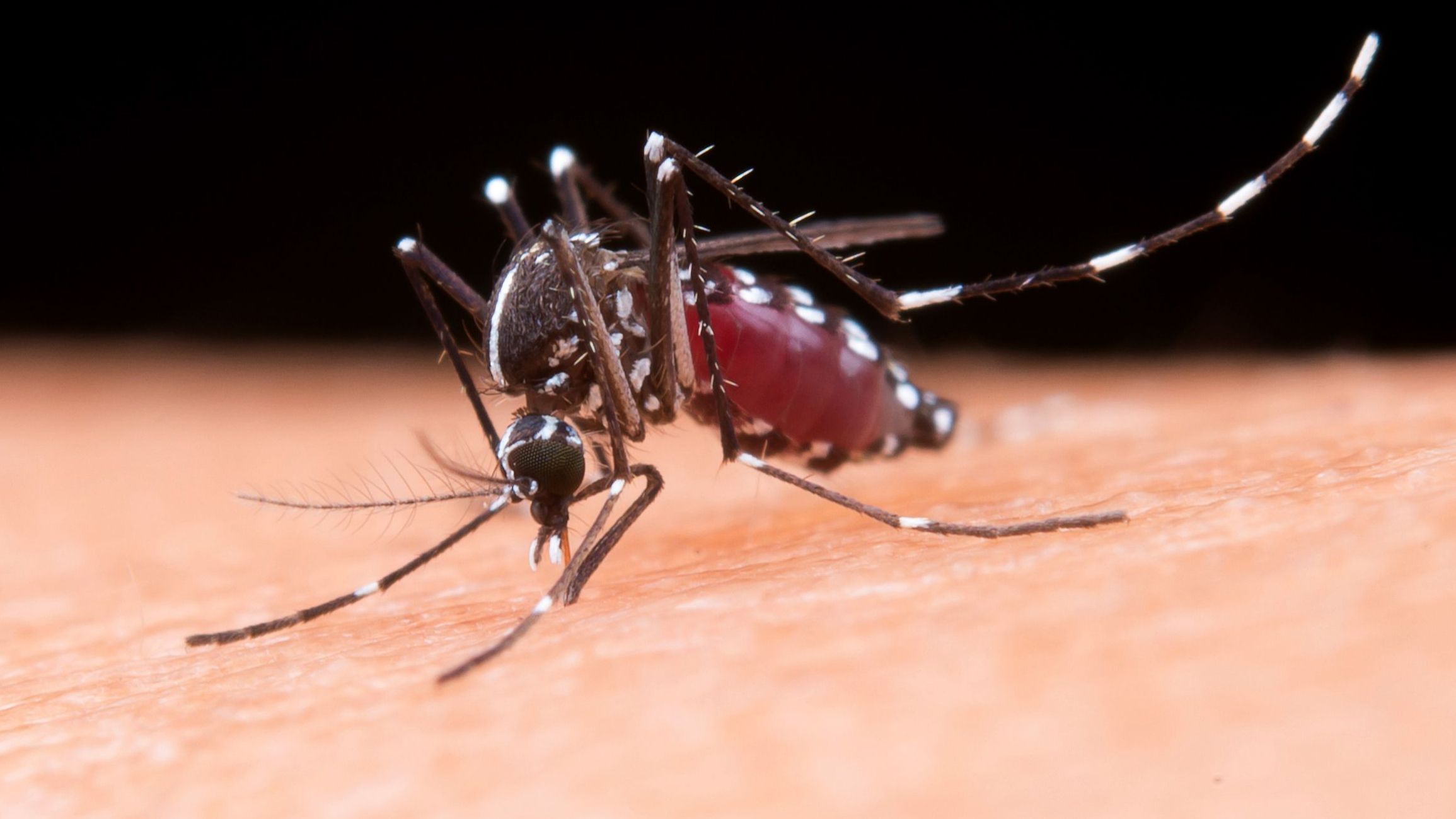 Aedes Aegypti.jpg