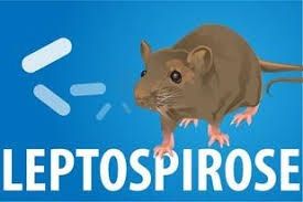 leptospirose.jpg